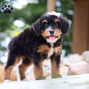 Sweet Caroline, Mini Bernedoodle Puppy